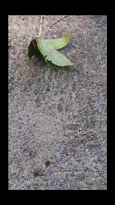 3.5K views · 47 reactions | Cicada killer wasp vs Cicada There's no need to panic when you see these. They are harmless when left alone. | Swarmstead Bees and Gardening | Facebook