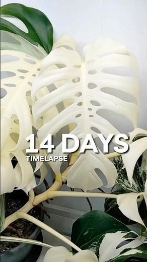 All White Monstera Albo Leaf 🍃 🤍 #houseplant #planttimelapse