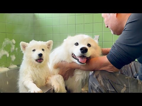 Puppy Cries During Her First Bath While Big Samoyed Stays Calm