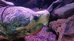 Alligator snapping turtles—like Grandpa here—can stay submerged for up to 50 minutes! These turtles prefer to sit still underwater for as long as they can. Sometimes they’ll stay submerged for so long that algae starts growing on their shell! | Oklahoma Aquarium