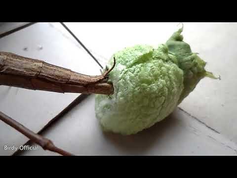 Praying Mantis Eggs - Praying Mantis Laying Eggs Case/Sac