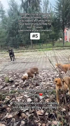 💔Stray animals in Turkey are not just abandoned — they are rounded up and dumped in remote forests and mountains, left there intentionally so they will starve, freeze, or die unseen. This isn’t rescue. This isn’t humane. This is a slow, silent death. Dogs and cats are treated as a problem to be erased — shot, poisoned, beaten, discarded — simply for existing. Now winter is here. They’re freezing, hungry, injured, and terrified. Many won’t survive without help. Through Stray Beautiful, I’ve been
