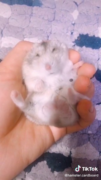 Funny hamster eating poop #hamstercardboard #hamster #hamsters #hamstergang #hamstercult #hamstersoftiktok #hamster_team�� #hamstercare #hamstermaze