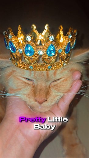 so pretty little baby #jack the cat #777