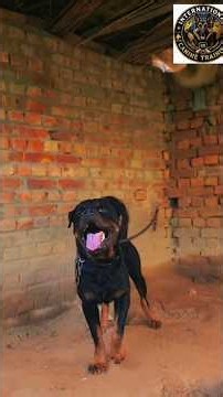 All Dogs Professional Basic Training #dog #training