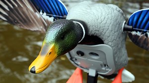 The first of its kind. Discover the new Mojo® King Mallard - the smoothest, quietest, and most realistic spinning wing decoy on the market! | Mojo TV