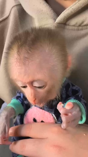 Baby monkey's facial expression appears joyful, with a wide smile showing small teeth ❤️❤️❤️ #monkey #monkeys #animals #wildlife #nature #animal #monkeysofinstagram #wildlifephotography #photography #memes #zoo #art #primate #ape #naturephotography #love #monkeylove #funny #primates | Weston Bennett