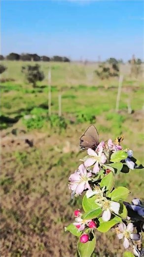 Pollinators on the apple tree.