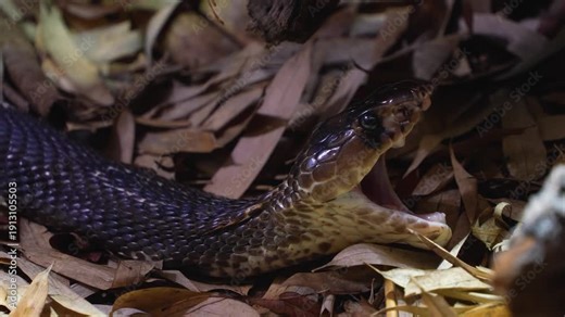 Close up of cobra snake head from the side resting on leaves and opening his jaw wide open.