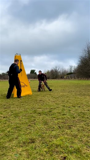 My heart beats for IGP dog sport. The teamwork. The details. The drive. The mistakes. The puzzle pieces. IGP has three disciplines: tracking, obedience, and protection. The dog should be enthusiastic, precise, and under control, with a strong focus on emotional state and clarity. That balance is what I really love about the sport. Ultimately, I believe the lessons I’m learning here will make me a better trainer for the dogs and owners I work with every day. Thanks again to @wesleyhaakman for the