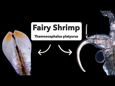 The Beavertail Fairy Shrimp (Thamnocephalus platyurus)