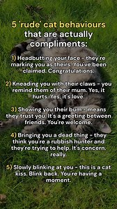 Which do you get the most? | tabbycatcorner