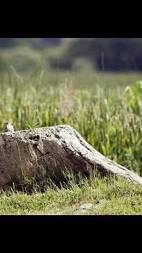 How to Remove Tree Stumps CHEAP!!