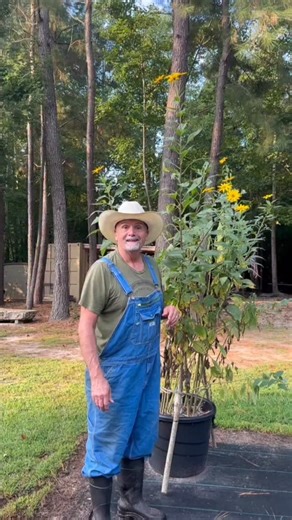 Sunchokes a native North American sunflower and once a staple food! #pawpawridge #garden #homestead #sunchoke | PawPaw Ridge Homestead