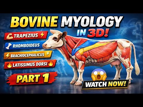 🔥 BOVINE MYOLOGY in 3D 🐄 | Trapezius | Rhomboideus | Brachiocephalicus | Latissimus Dorsi