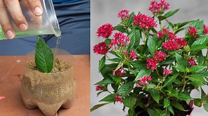 Tips For Growing Daffodils With Leaves And Honey, https://youtu.be/z35USsBLYHE | DIY Balcony Garden