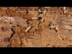 How to treat termite infestations