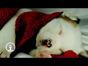 White Noise For Dogs With Anxiety 10 Hours - Eliminate Detachment Issues & Barking