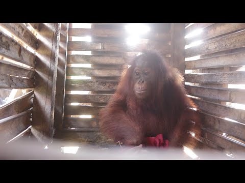 Terrified Baby Orangutan Rescued From Tiny Crate