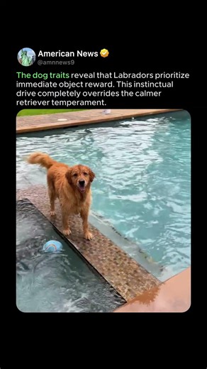 LABRADOR'S INSTINCT TAKES OVER