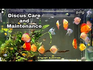Discus Care & Maintainance | Complete Tips for Beginners | Aquapets & farm