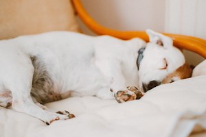 Is your puppy breathing fast while sleeping? Here’s when you should worry and how to help your dog
