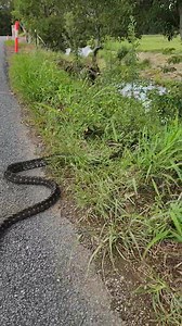 Carpet Python on a country road. Sadly, we found an unlucky one just a few kms down the road. The content here can be applied to all wildlife, though we know it isn't always this easy to stop, especially in high speed areas - but a bit of awareness does go a long way in reducing the impact of these situations. | Wild Conservation