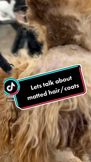 It’s important to brush/maintain your dogs coat regularly inbetween grooming!! #matteddogs #brushyourdogs #doggroomer #professionaldoggroomer #jacksonvillenc #closeup #petstylist #letstalk