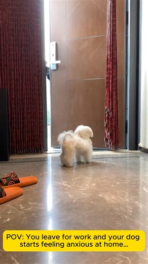 Puppy Anxiety on Instagram: "This is what my dog does when I go to work 😭#doganxiety #PuppyProblems #DogsOfTikTok #SadDog #DogLife #petlovers"