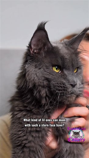 Stern blue mom Big Kitty Lisa and her little stern black bear cubs) #cats_of_instagram #blackcat #kittensofig #meowmeow #mainecoon | Tassel Ears Maine Coon Cattery