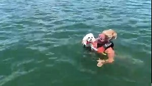 130K views · 6.3K reactions | Max’s second swimming attempt. Much smoother. He is absolutely the best dog. | Tripp Halstead Updates | Facebook