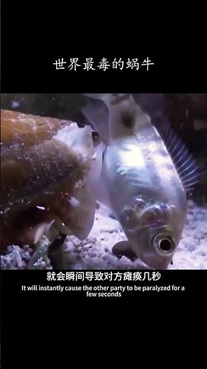 世界上最致命的蜗牛织锦芋螺 #科普