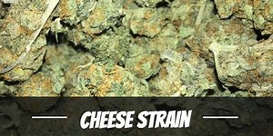 Cheese Strain Information and Review