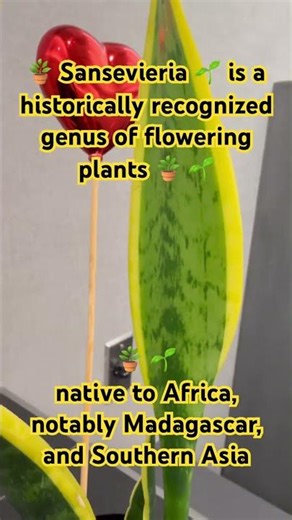 🪴 Sansevieria A genus of flowering plants native to Africa, notably Madagascar, and Southern Asia