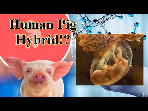 WEIRD SCIENCE | HUMAN TO PIG? | Human-Pig Hybrid