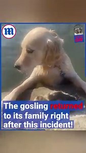 This is the first and hopefully last time this dog fetches a baby goose! 😱🐥🐕 | Daily Mail Video