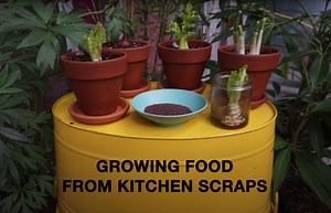 Growing Food from Kitchen Scraps - UBC Botanical Garden