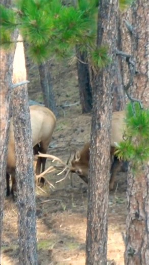 Watching a big elk herd…where did the big bull go!? 🏹 #elkhunting #bowhunting #elk