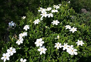 Gardenia Seeds [Where to Buy? Plus 3  Steps to Germinate]