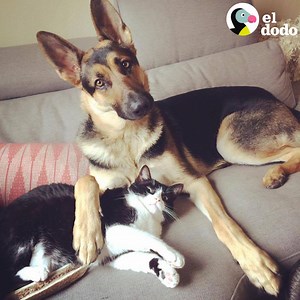 3.4M views · 354K reactions | Este gato y perro crecieron juntos y son los mejores amigos  | El Dodo | Facebook
