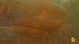 18K views · 283 reactions | They overcame the odds and survived horrific shark attacks. Watch I Was Prey: #SharkWeek 2021 tonight at 10p on Discovery on streaming on discovery+. links.discoveryplus.com/sharkweek | Shark Week | Facebook