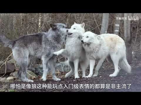 The Evolution Story Written on Our Faces: From Ancient Reptiles to Human Expressions