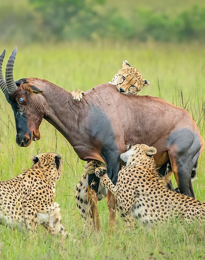 7.1K views · 47 reactions | 26 Scary Moments Of Animals Dangerously Attacking Other Animals Caught On Camera vs | Eating Sounds | Facebook