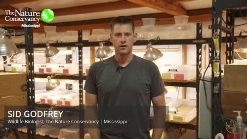 As one of the oldest living species on the planet, gopher tortoises are now threatened. Nesting season is from May to mid-July, with typical clutches of 4-8 eggs. Hatchlings emerge from the nest from late August through early November and face immediate threats. As TNC’s Sid Godfrey explains, TNC’s efforts to protect and restore the gopher tortoise population begins with collecting tortoise eggs from the wild. We thank the Mississippi Army National Guard for providing funding as well as logistic