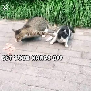 Proof that cats are evil 😂😈 | Newsflare