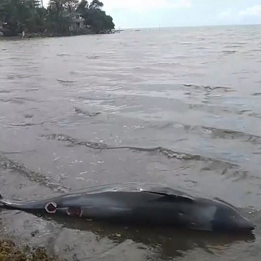 125K views · 446 reactions | At least 14 dead dolphins washed up on the coast of the Indian Ocean near the Mauritius oil spill. | cheddar news | Facebook