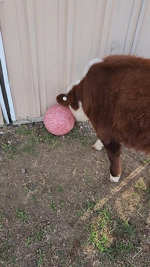Cows love toys too, well at least Rusty does...playing with the big ball. | Brim's Small Acres Farm