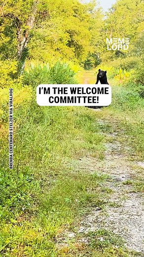 This bear looks so goofy 😩 | Meme Lord