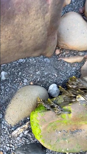 Wow! A beauty of an ammonite fossil whilst hunting for fossils on the Yorkshire Coast. Epic hunt!!