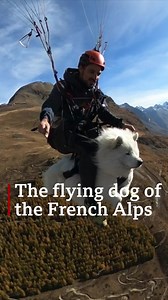 Meet Ouka, the paragliding dog of the French Alps. 🐶🏔https://bbc.in/3rIWMoC | BBC News